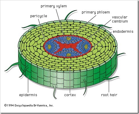 Biology Notes (HKAL): Adaptation of absorption of Water and Mineral ...